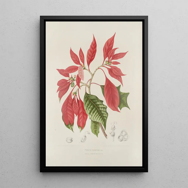 Blumen, Früchte und ausgewählte Blätter von der Insel Java Pl17 - Berthe Hoola van Nooten — gerahmtes Bild an der Wand