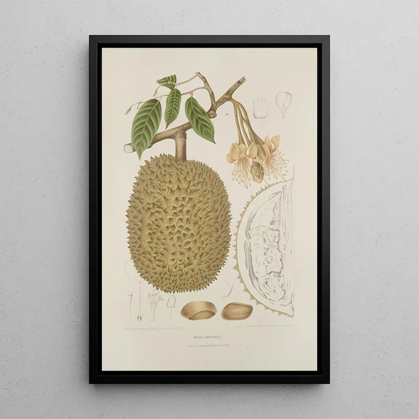 Reproduktion des Gemäldes Blumen, Früchte und ausgewählte Blätter von der Insel Java Pl28 - Berthe Hoola van Nooten