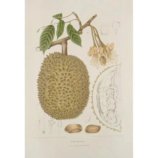 Berthe Hoola van Nooten - Fleurs fruits et feuillages choisis de lille de Java Pl28.webp