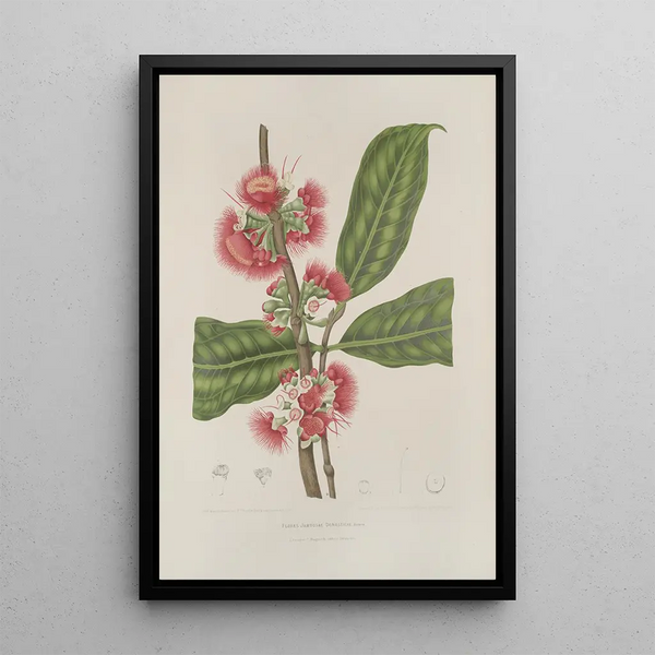 Blumen, Früchte und ausgewählte Blätter von der Insel Java Pl29 - Berthe Hoola van Nooten — gerahmtes Bild an der Wand