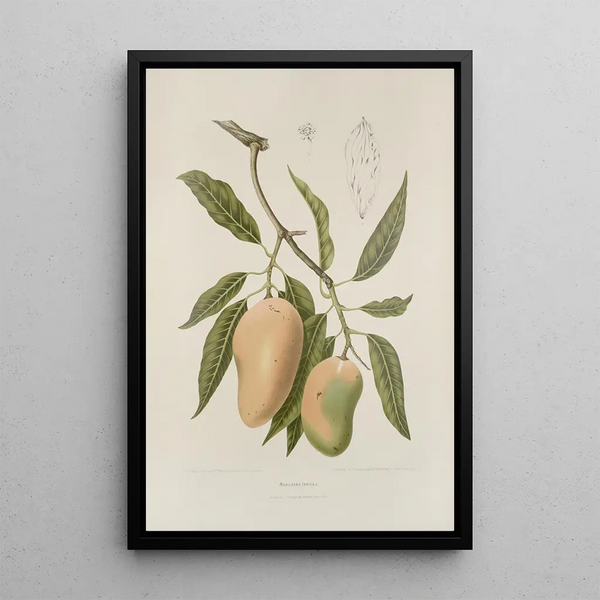 Blumen, Früchte und ausgewählte Blätter von der Insel Java Pl31 - Berthe Hoola van Nooten — gerahmtes Bild an der Wand
