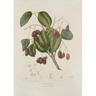 Berthe Hoola van Nooten - Fleurs fruits et feuillages choisis de lille de Java Pl32.webp