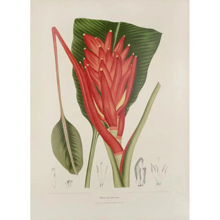 Berthe Hoola van Nooten - Fleurs fruits et feuillages choisis de lille de Java Pl33.webp