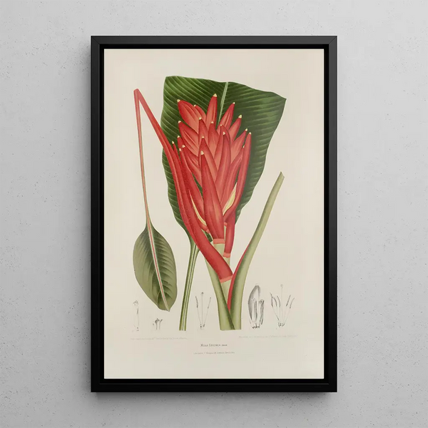 Blumen, Früchte und ausgewählte Blätter von der Insel Java Pl33 - Berthe Hoola van Nooten — gerahmtes Bild an der Wand