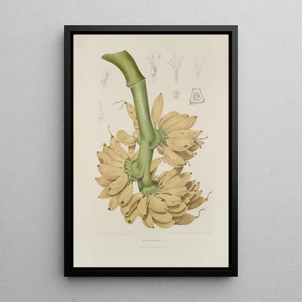 Blumen, Früchte und ausgewählte Blätter von der Insel Java Pl34 - Berthe Hoola van Nooten — gerahmtes Bild an der Wand