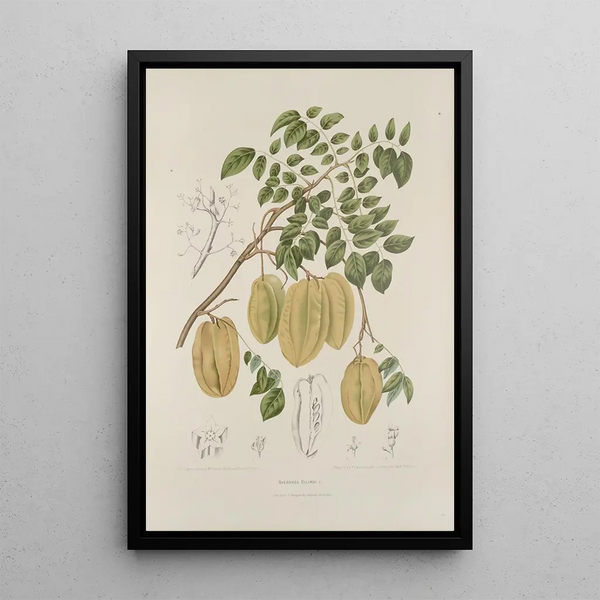 Blumen, Früchte und ausgewählte Blätter von der Insel Java Pl36 - Berthe Hoola van Nooten — gerahmtes Bild an der Wand