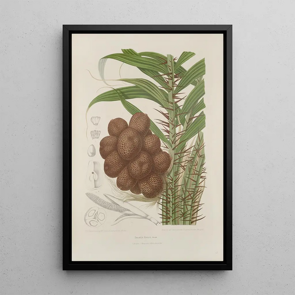 Blumen, Früchte und ausgewählte Blätter von der Insel Java Pl38 - Berthe Hoola van Nooten — gerahmtes Bild an der Wand