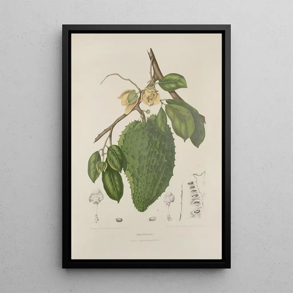 Reproduktion des Gemäldes Blumen, Früchte und ausgewählte Blätter von der Insel Java Pl39 - Berthe Hoola van Nooten