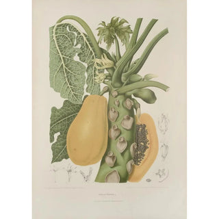 Berthe Hoola van Nooten - Fleurs fruits et feuillages choisis de lille de Java Pl40.webp