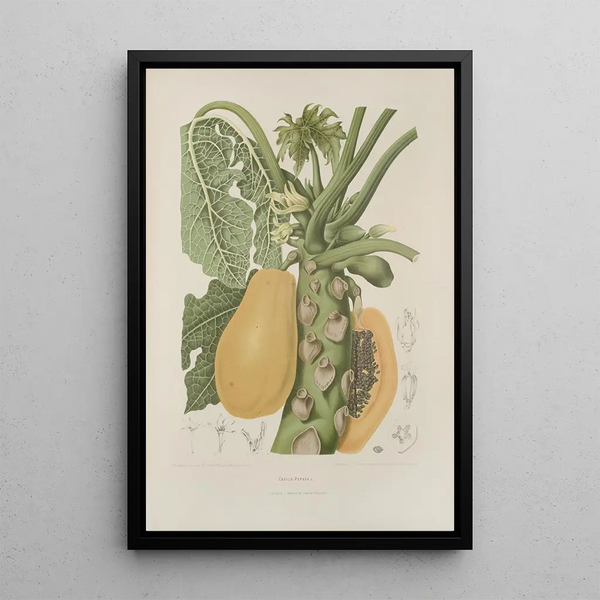Blumen, Früchte und ausgewählte Blätter von der Insel Java Pl40 - Berthe Hoola van Nooten — gerahmtes Bild an der Wand