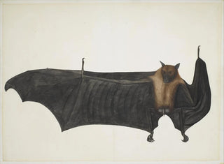 Bhawani Das - Great Indian Fruit Bat.webp