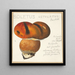 Boletus ustulatus Paulet 3 - Hans Walty — gerahmtes Bild an der Wand