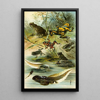 Bruno Drigen - Bombinator pachypus Bombinator bombinus Alytes obst Pelobates fuscus.webp