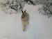 Hase im Winter - Bruno Liljefors — Ansicht des Kunstwerks