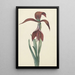 Reproduktion des Gemäldes Amaryllis Formosissima - CJ Kruimel