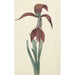 Reproduktion des Gemäldes Amaryllis Formosissima - CJ Kruimel