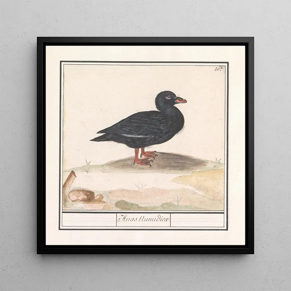 Canard noir Melanitta nigra - Anselmus Botius de Boodt