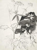 Studie der Pflanzen - Carel Adolph Lion Cachet — Ansicht des Kunstwerks