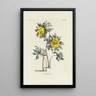 Carington Bowles - Aconite.webp