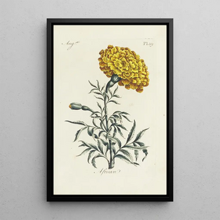 Carington Bowles - African.webp