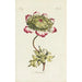 Reproduktion des Gemäldes Anemone - Carington Bowles