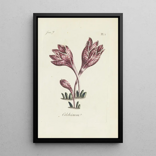 Carington Bowles - Colchicum.webp