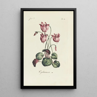 Carington Bowles - Cyclamen.webp