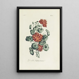 Carington Bowles - Double nasturtian.webp