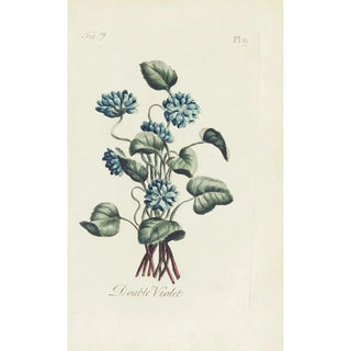 Carington Bowles - Double violet.webp