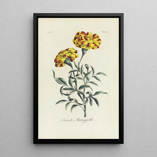 Carington Bowles - French Marygold.webp