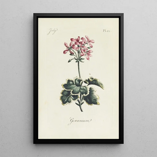 Carington Bowles - Geranium.webp