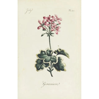 Carington Bowles - Geranium.webp