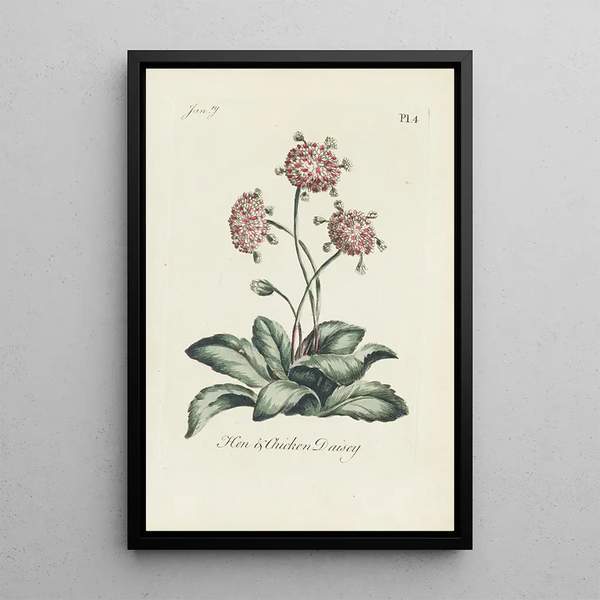 Marguerite Huhn und Küken - Carington Bowles — gerahmtes Bild an der Wand