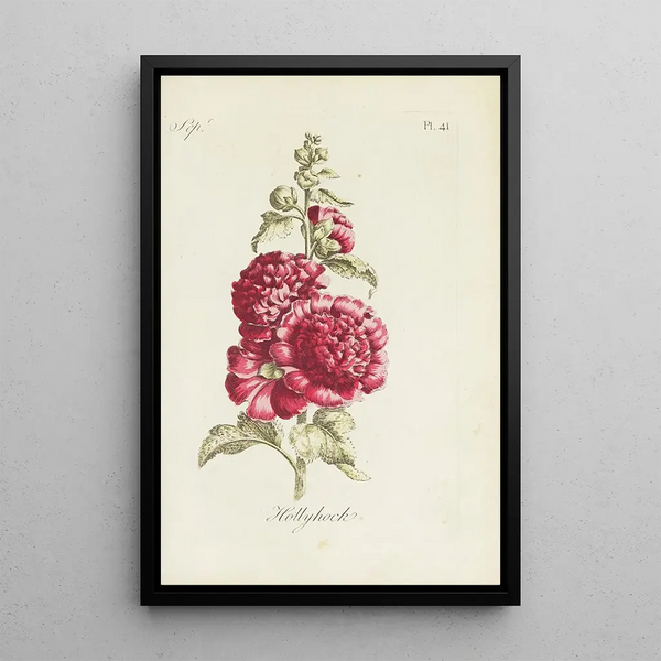 Rose trémière - Carington Bowles — gerahmtes Bild an der Wand