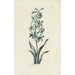 Reproduktion des Gemäldes Jacinthe - Carington Bowles