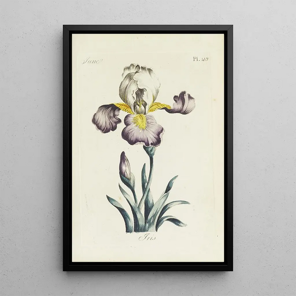 Reproduktion des Gemäldes Iris - Carington Bowles