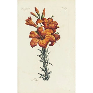 Carington Bowles - Lilly.webp