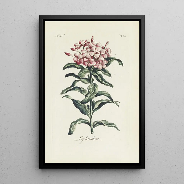 Reproduktion des Gemäldes Lychnis - Carington Bowles