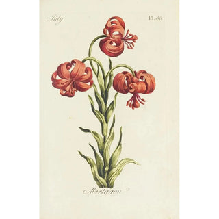 Carington Bowles - Martagon.webp