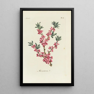 Carington Bowles - Mezereon.webp