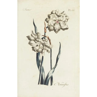 Carington Bowles - Narcissus.webp