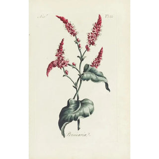 Carington Bowles - Persicaria.webp