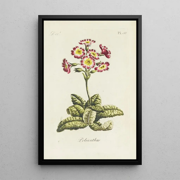 Polianthes - Carington Bowles — gerahmtes Bild an der Wand