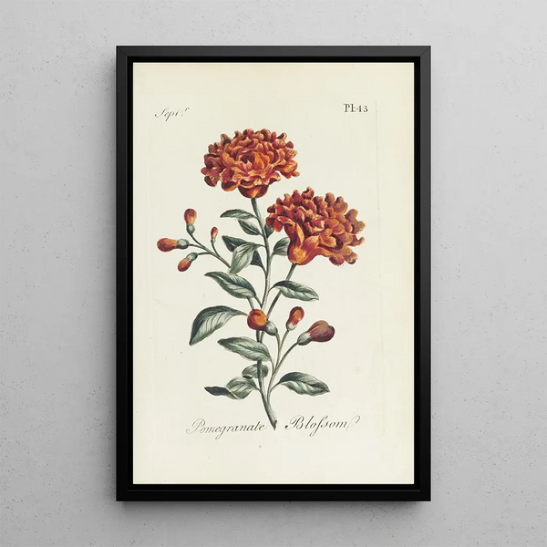 Granatapfelblüte - Carington Bowles — gerahmtes Bild an der Wand