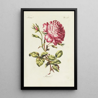 Carington Bowles - Rose.webp