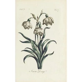 Carington Bowles - Snow Drop.webp