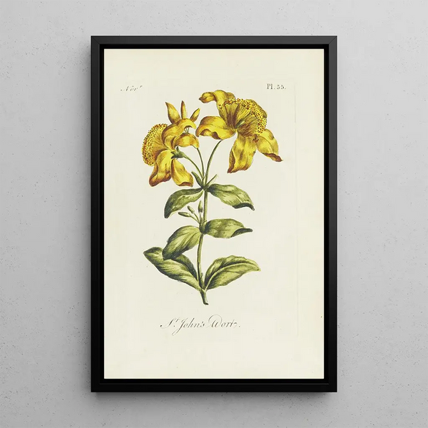 Johanniskraut - Carington Bowles — gerahmtes Bild an der Wand