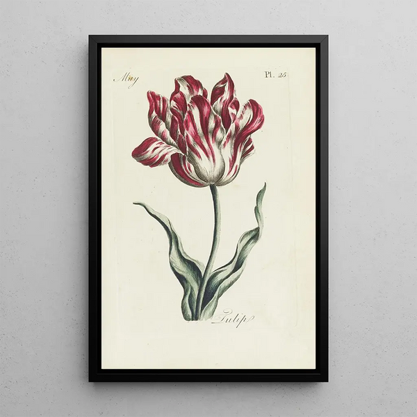 Tulpe - Carington Bowles — gerahmtes Bild an der Wand