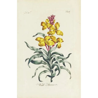 Carington Bowles - Wall Flower.webp