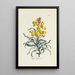 Giroflée - Carington Bowles — gerahmtes Bild an der Wand